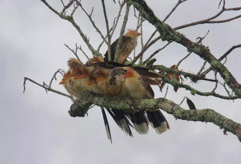 Majatalo Pousada Coração Verde