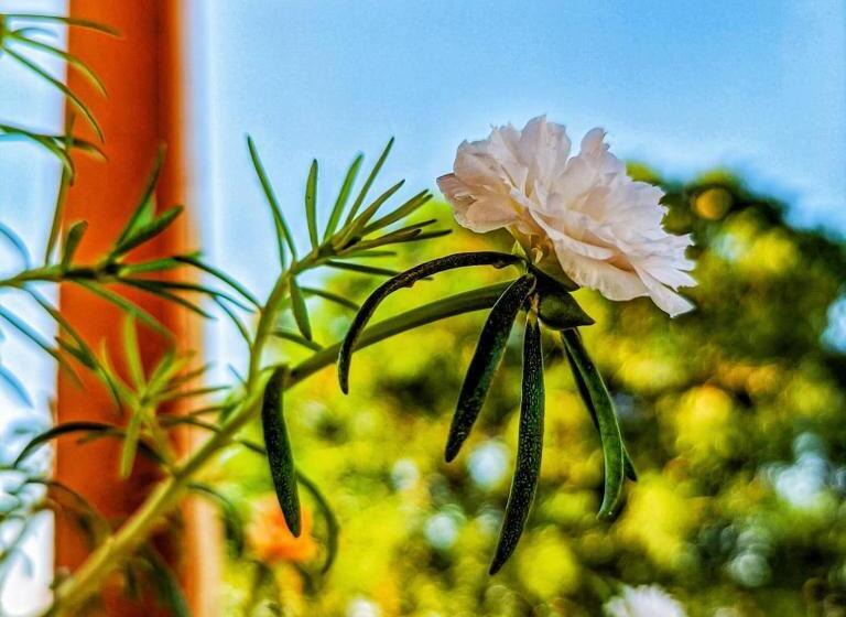 Pensão Mud Mirror Guesthouse