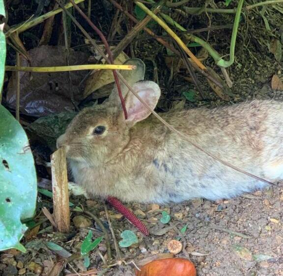 Пансион Pousada Penedo