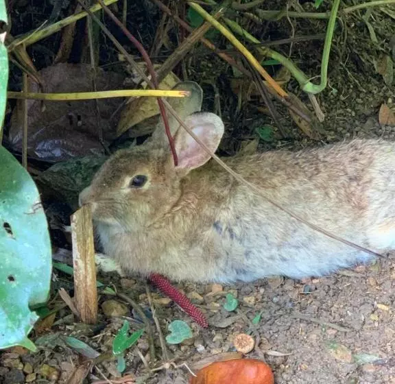 Majatalo Pousada Penedo