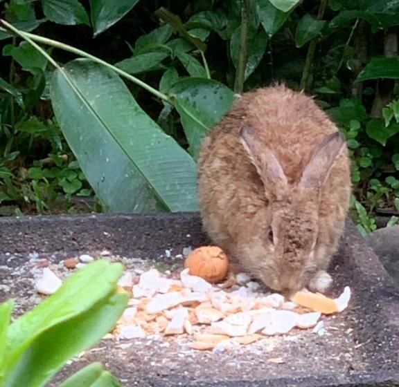 Пансион Pousada Penedo
