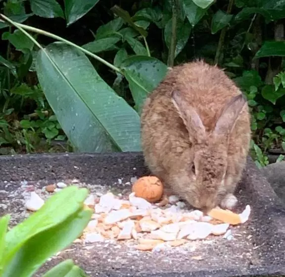 Majatalo Pousada Penedo