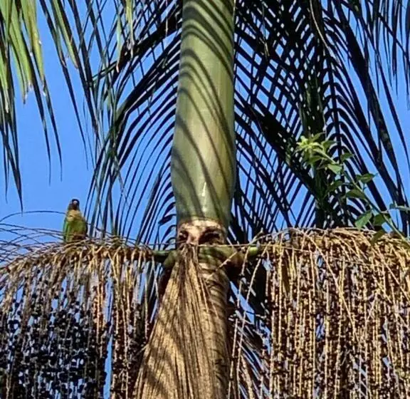 Majatalo Pousada Penedo