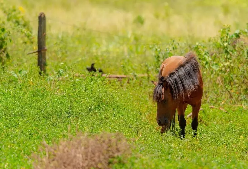 Majatalo Pousada Figueira