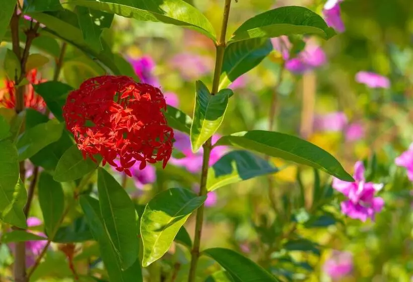 Majatalo Pousada Figueira