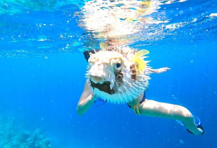 Pensión Wind Breeze Sunset View Inn