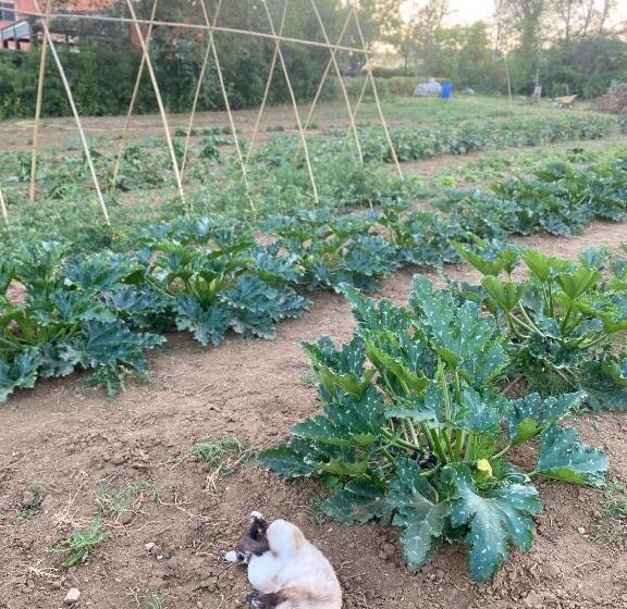 호텔 Agriturismo Rossococomero