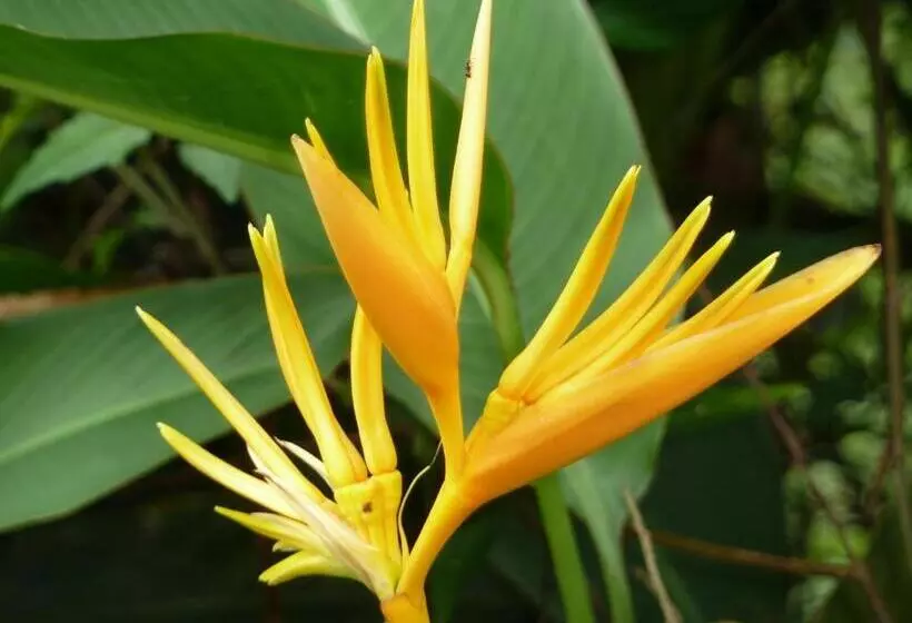 ペンション Junia Guesthouse Bukit Lawang