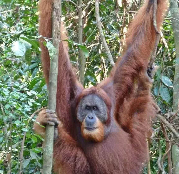 ペンション Junia Guesthouse Bukit Lawang