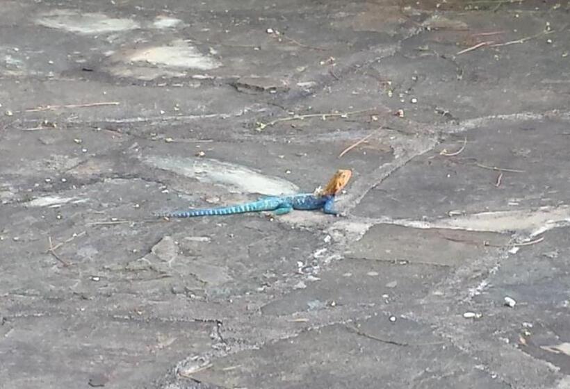 پانسیون Villa Fortuna Malindi