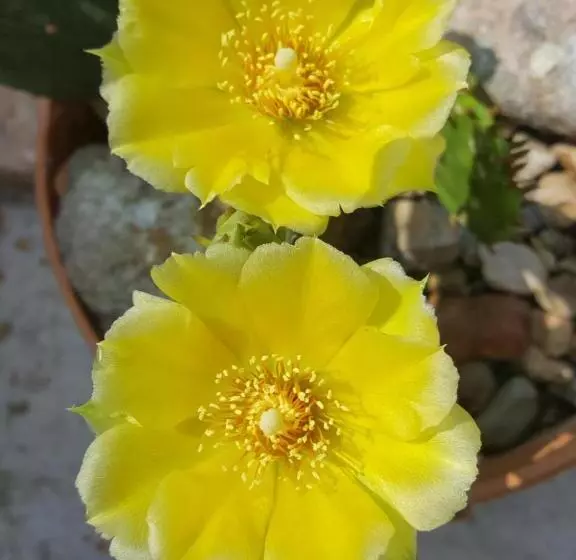 Majatalo Dasomchae Hanok Stay