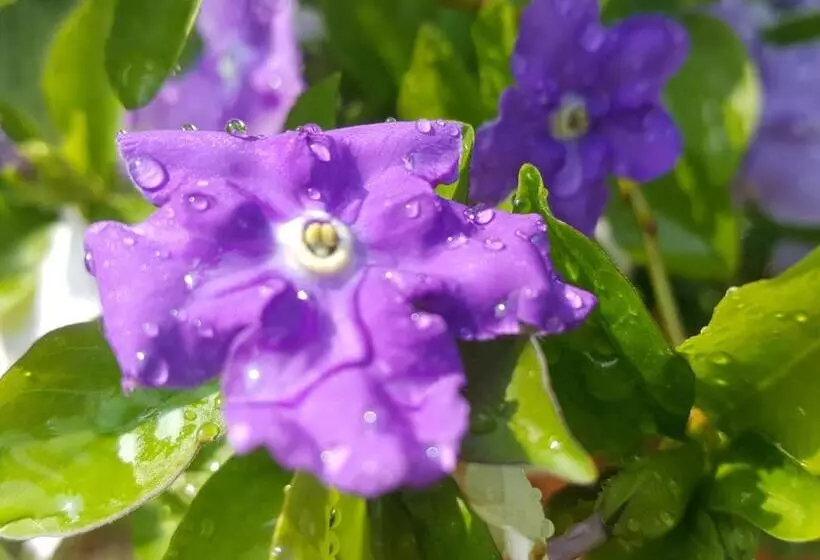 Majatalo Dasomchae Hanok Stay