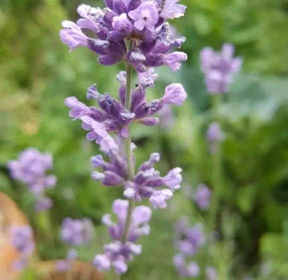 Majatalo Dasomchae Hanok Stay