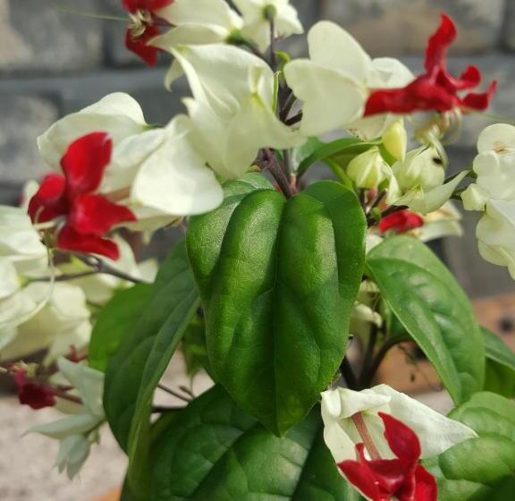 Pensiune Dasomchae Hanok Stay