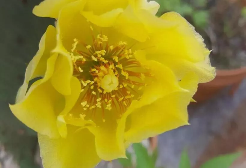 Majatalo Dasomchae Hanok Stay