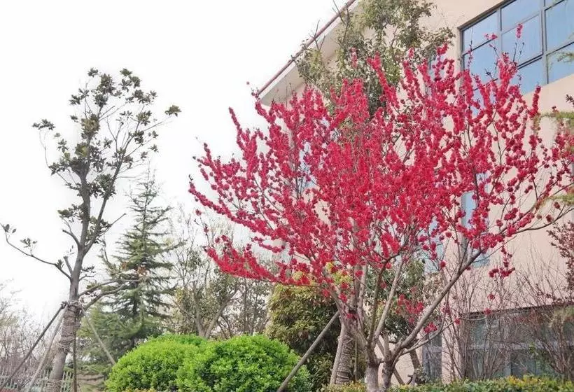 ホテル Qingdao Bauhinia Garden