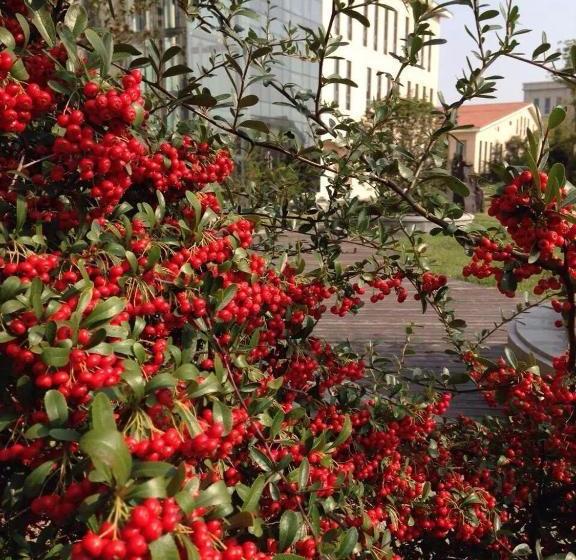 בית מלון כפרי Qingdao Bauhinia Garden