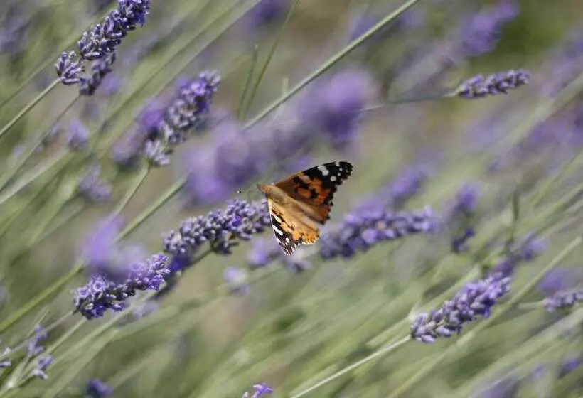 ホテル Soeder Countryhouse & Kitchen