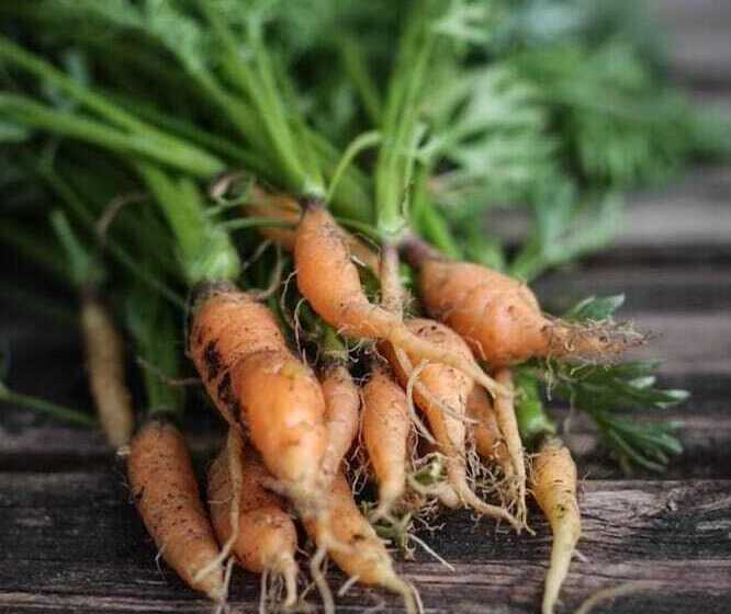 בית מלון כפרי Soeder Countryhouse & Kitchen