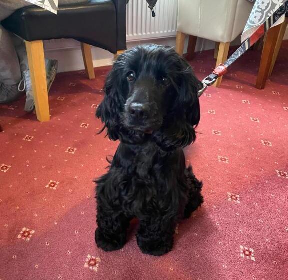 مبيت وإفطار Winchester House