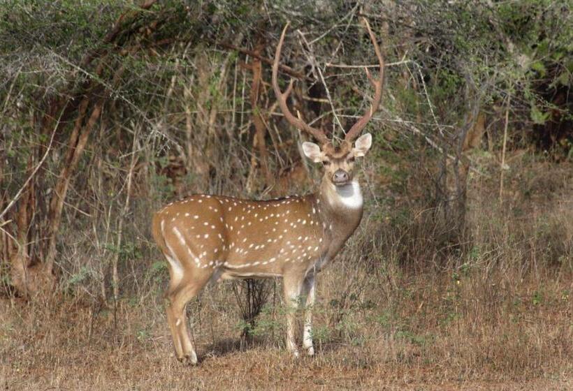 Pensjonat Mailagama Cinnamon Residence