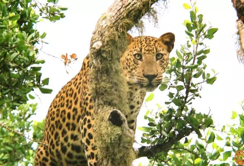 Majatalo Mailagama Cinnamon Residence