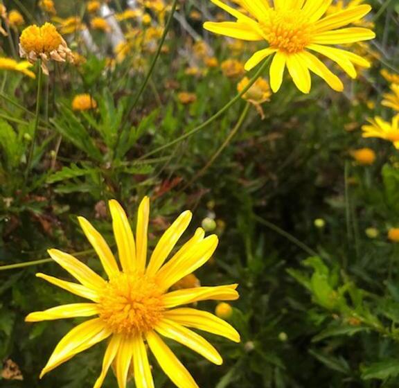 پانسیون Astakos Apartments Budva