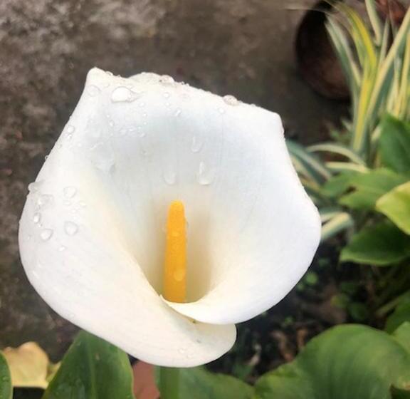 پانسیون Astakos Apartments Budva