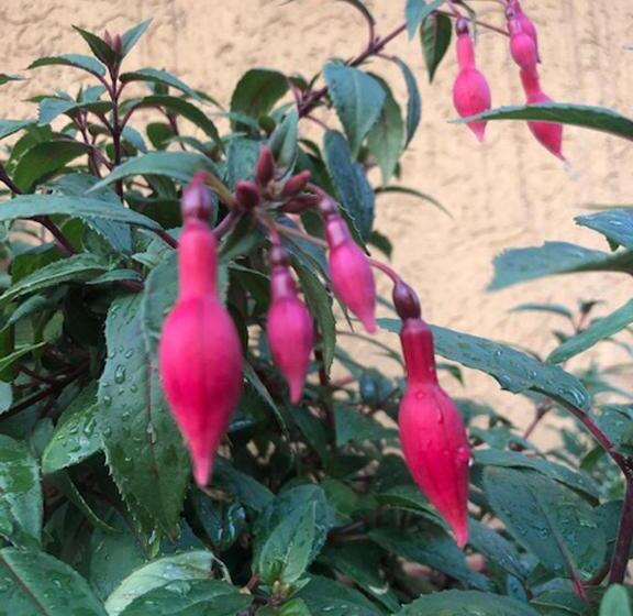 پانسیون Astakos Apartments Budva