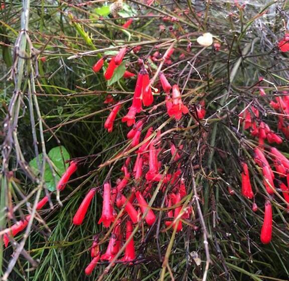 پانسیون Astakos Apartments Budva