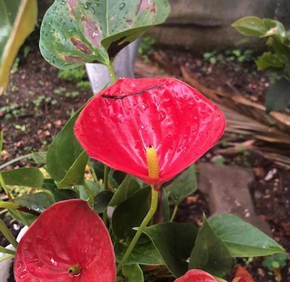 پانسیون Astakos Apartments Budva