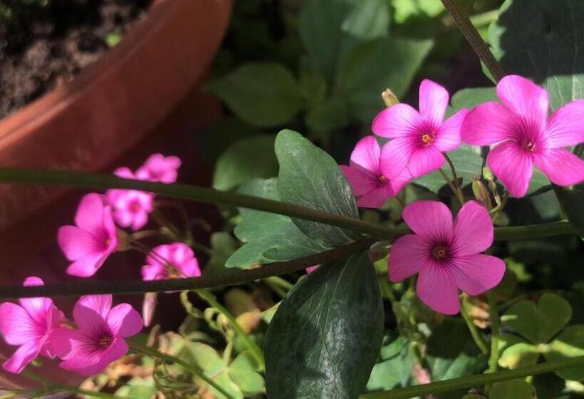 پانسیون Astakos Apartments Budva