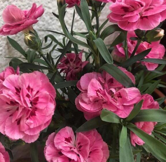 پانسیون Astakos Apartments Budva