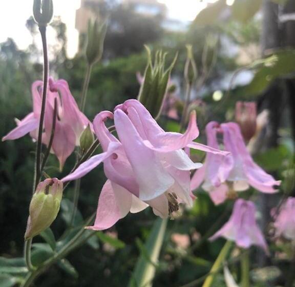 پانسیون Astakos Apartments Budva