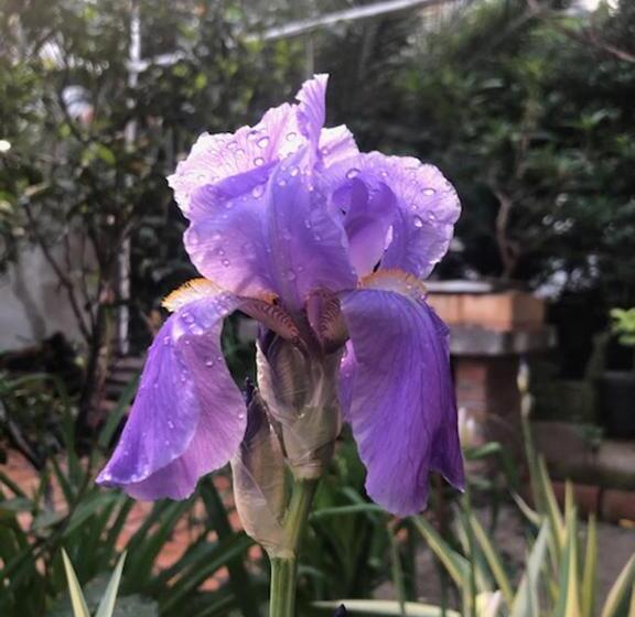 پانسیون Astakos Apartments Budva