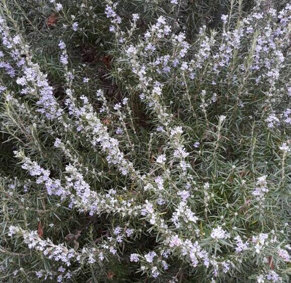 پانسیون Astakos Apartments Budva