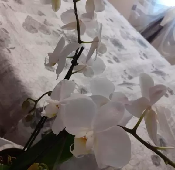 B&b Alla Bon Ora