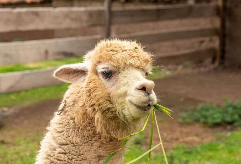 Hotel Qasana Plaza Calca