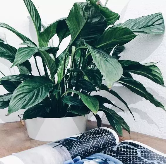 Aamiaismajoitus (B&B) Casa Anna