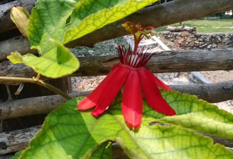 هتل Alice Guesthouse