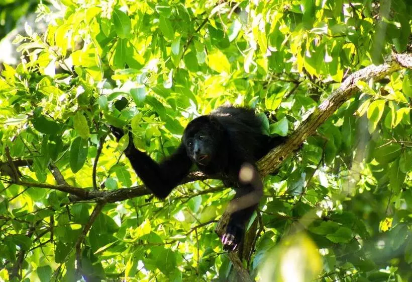 هتل Alice Guesthouse