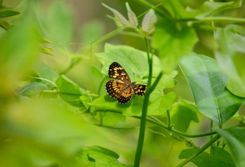 هتل Alice Guesthouse