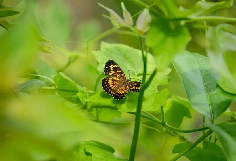 هتل Alice Guesthouse