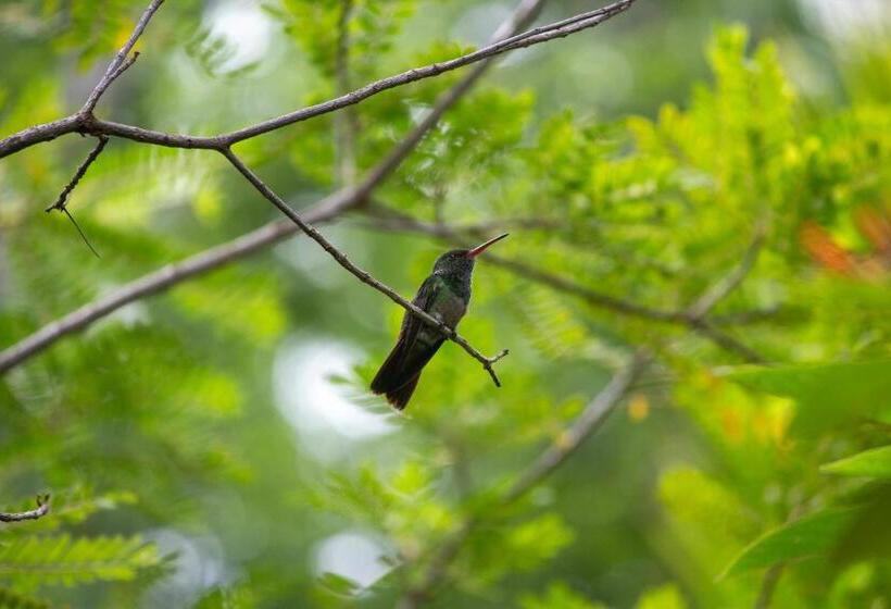 هتل Alice Guesthouse