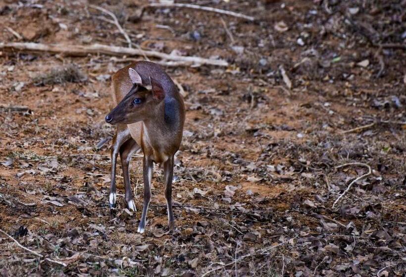 Resort Wilpattu Lake Nest