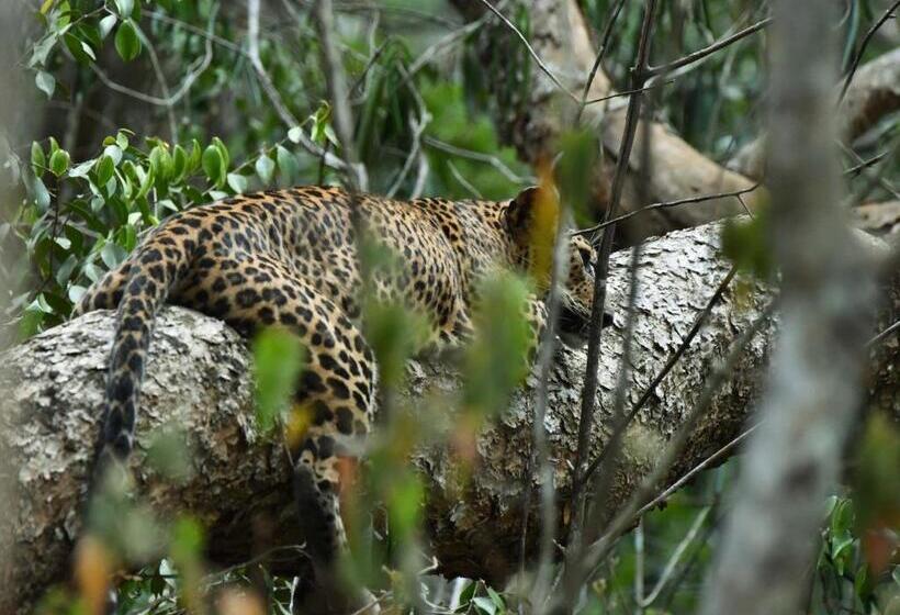 Resort Wilpattu Lake Nest