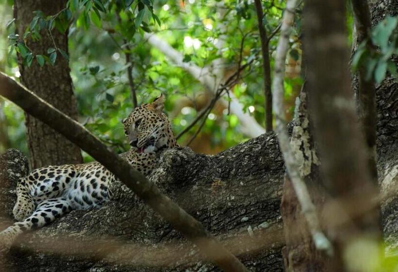 Resort Wilpattu Lake Nest