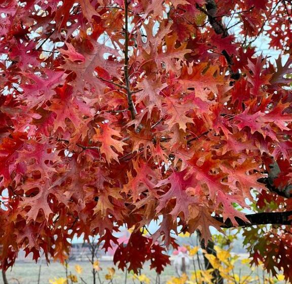 צימר The Plantation House Boutique Inn