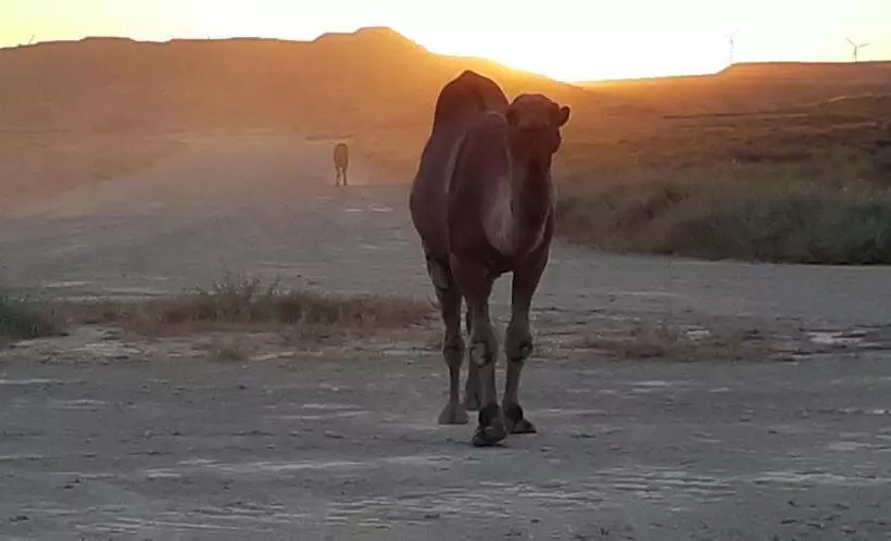 Hotelli Cueva Tardienta Monegros Adults Only