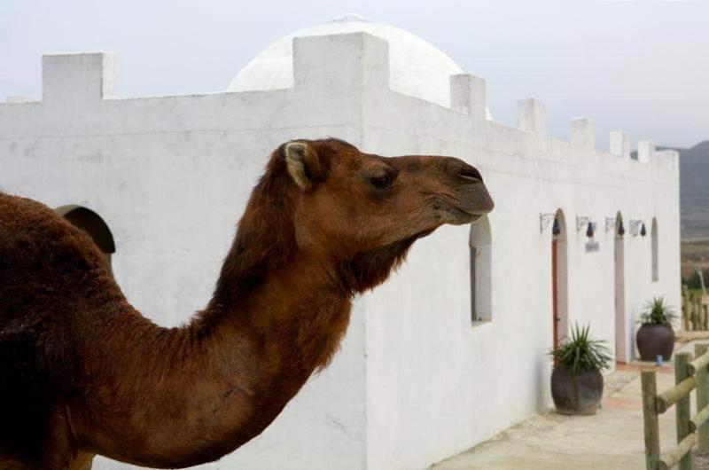 Отель Cueva Tardienta Monegros Adults Only